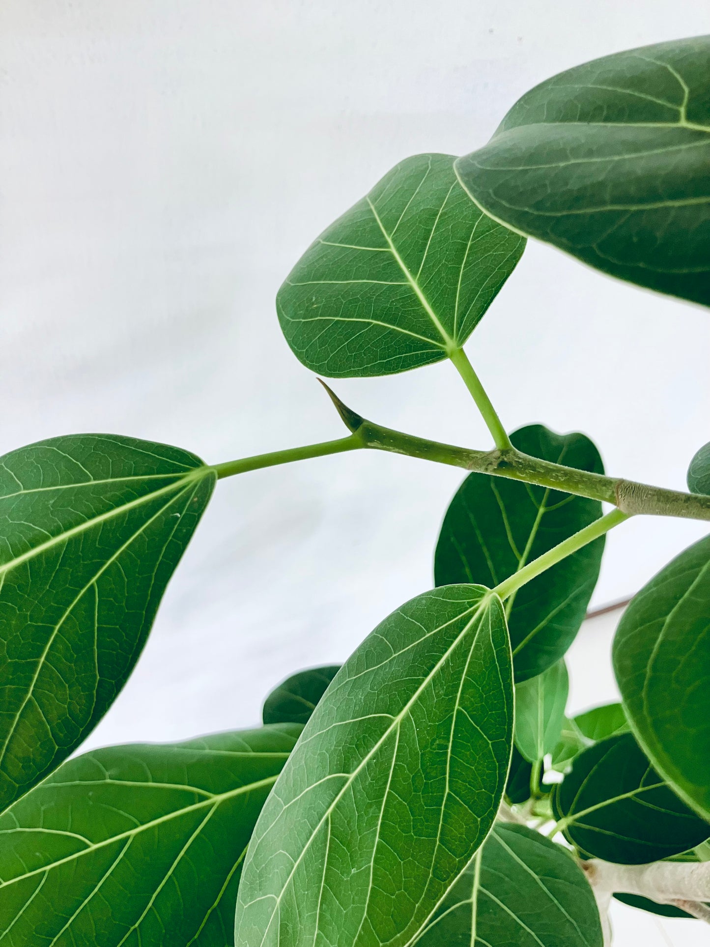 現品商品＠2 ベンガレンシス 8号（高さ：157cm、幅：72cm）