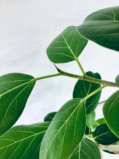 現品商品＠2 ベンガレンシス 8号（高さ：157cm、幅：72cm）