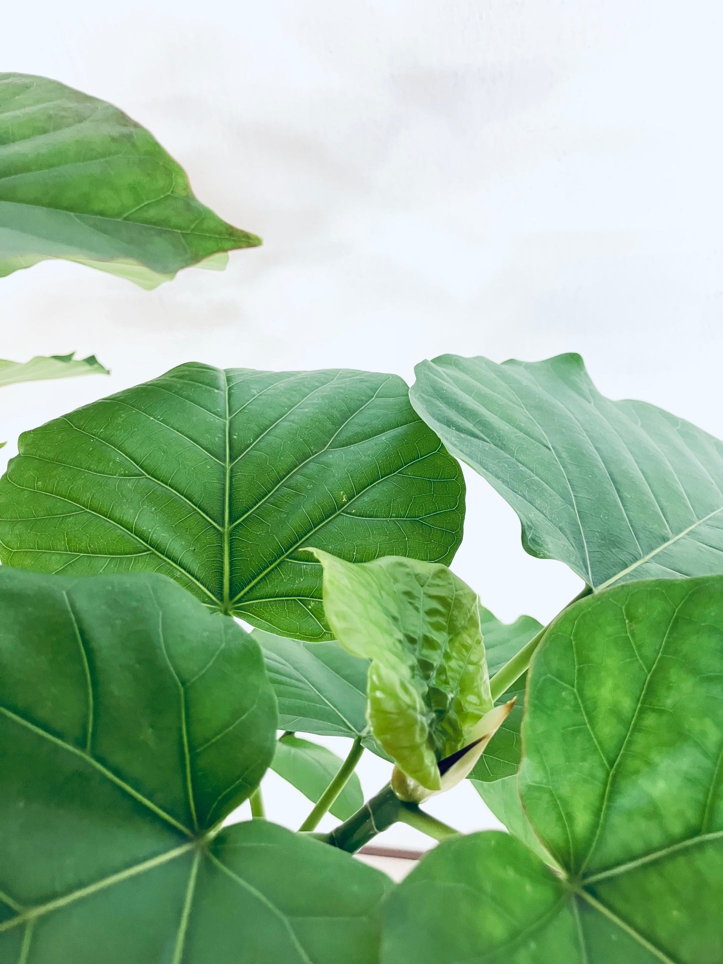 現品商品＠7 ウンベラータ 8号（高さ：137cm、幅：70cm）