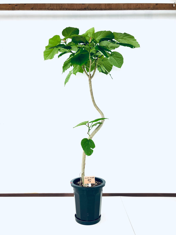 現品商品＠4 ウンベラータ 10号（高さ：170cm、幅：87cm）