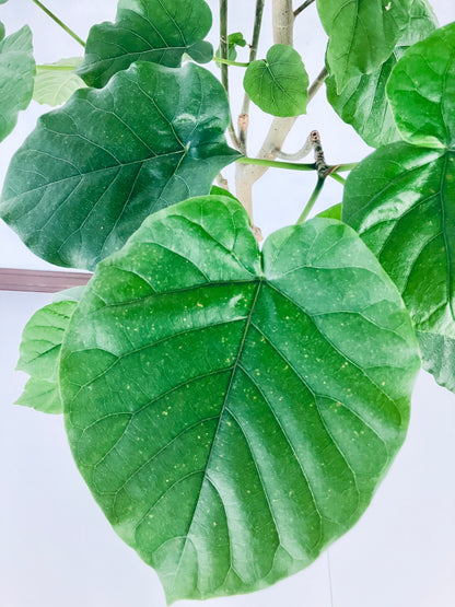 現品商品＠2 ウンベラータ 8号（高さ：146cm、幅：76cm）