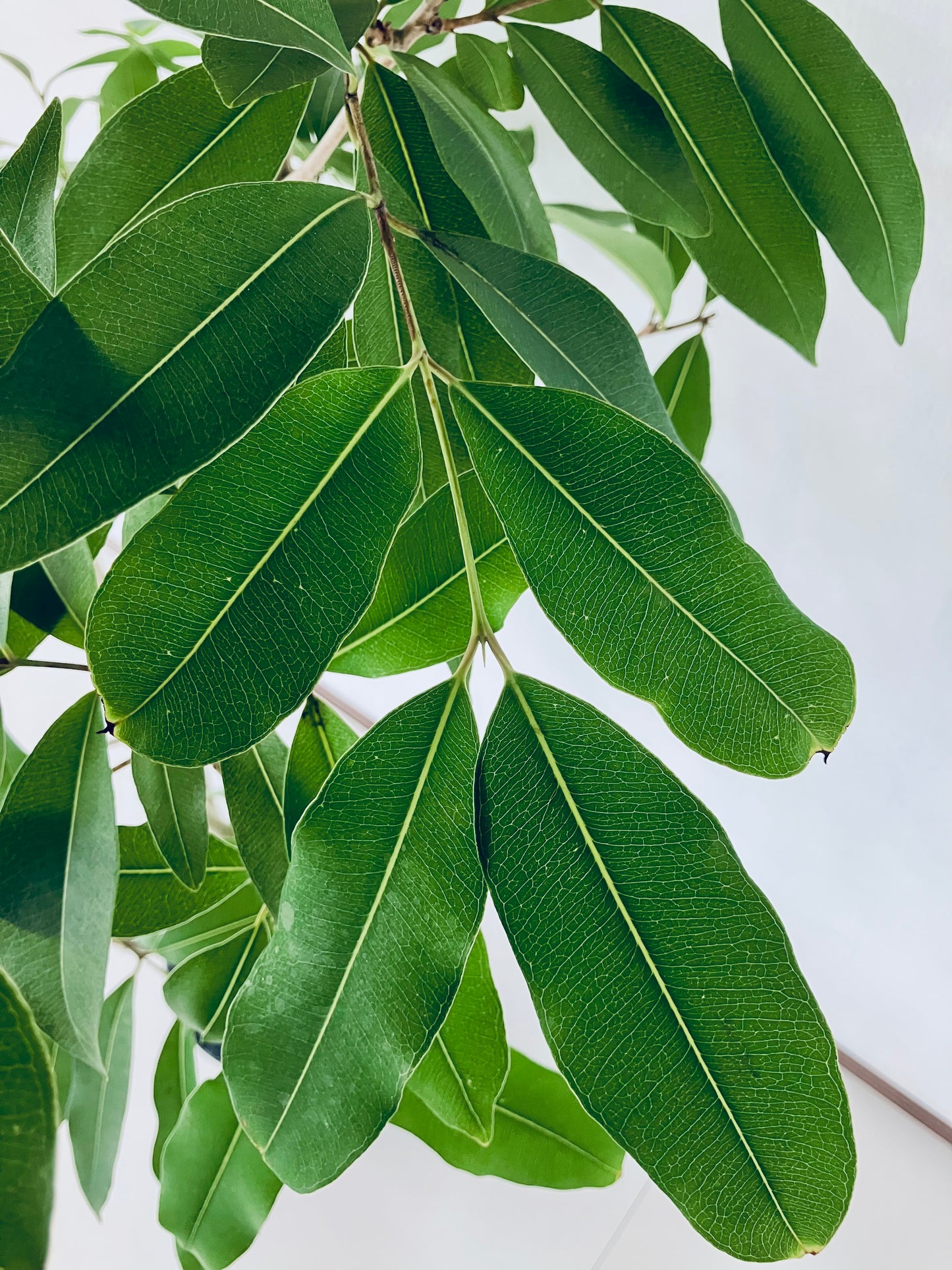 現品商品＠1 アマゾンオリーブ 8号（高さ：146cm、幅：85cm）