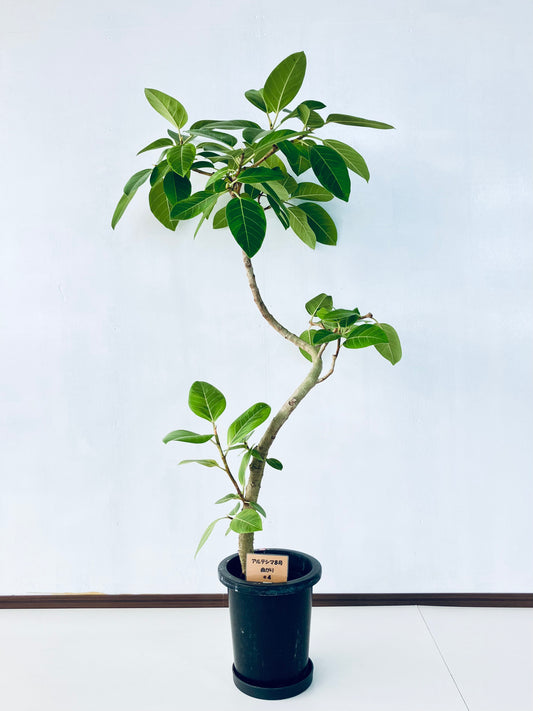 現品商品＠4 アルテシマ 8号（高さ：146cm、幅：85cm）