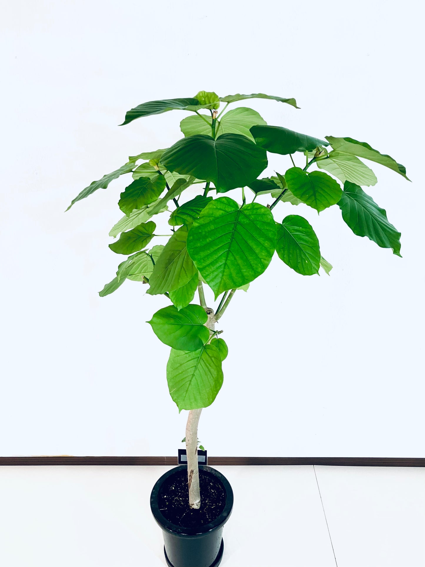 現品商品＠7 ウンベラータ 8号（高さ：137cm、幅：70cm）