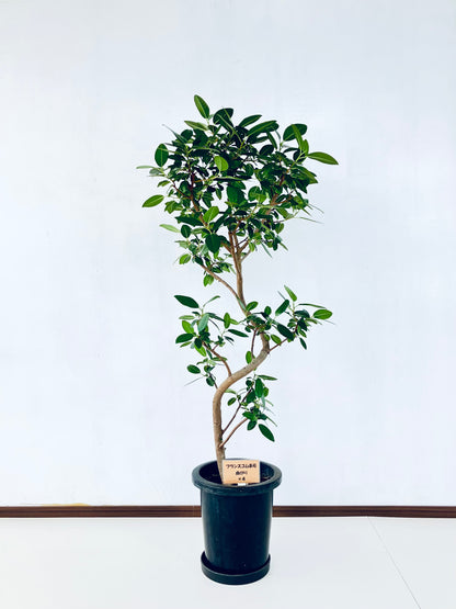 現品商品@4 フランスゴム 8号（高さ：132cm、幅：62cm）