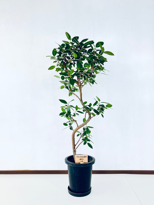 現品商品@4 フランスゴム 8号（高さ：132cm、幅：62cm）