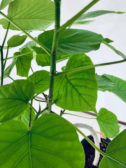 現品商品＠7 ウンベラータ 8号 曲がりМ（高さ：135cm、幅：76cm）