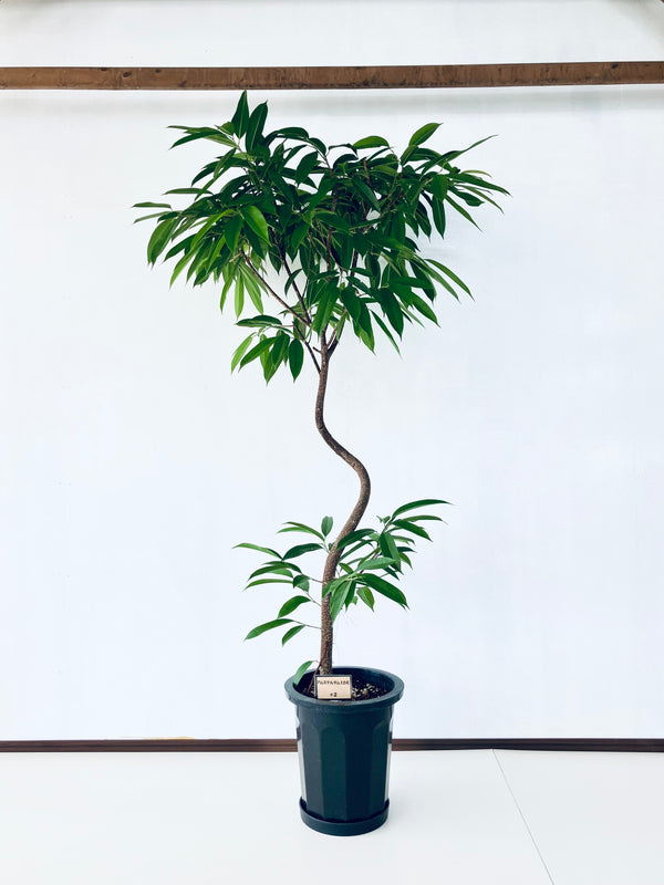 現品商品＠2 アムステルダム 10号（高さ：183cm、幅：100cm）