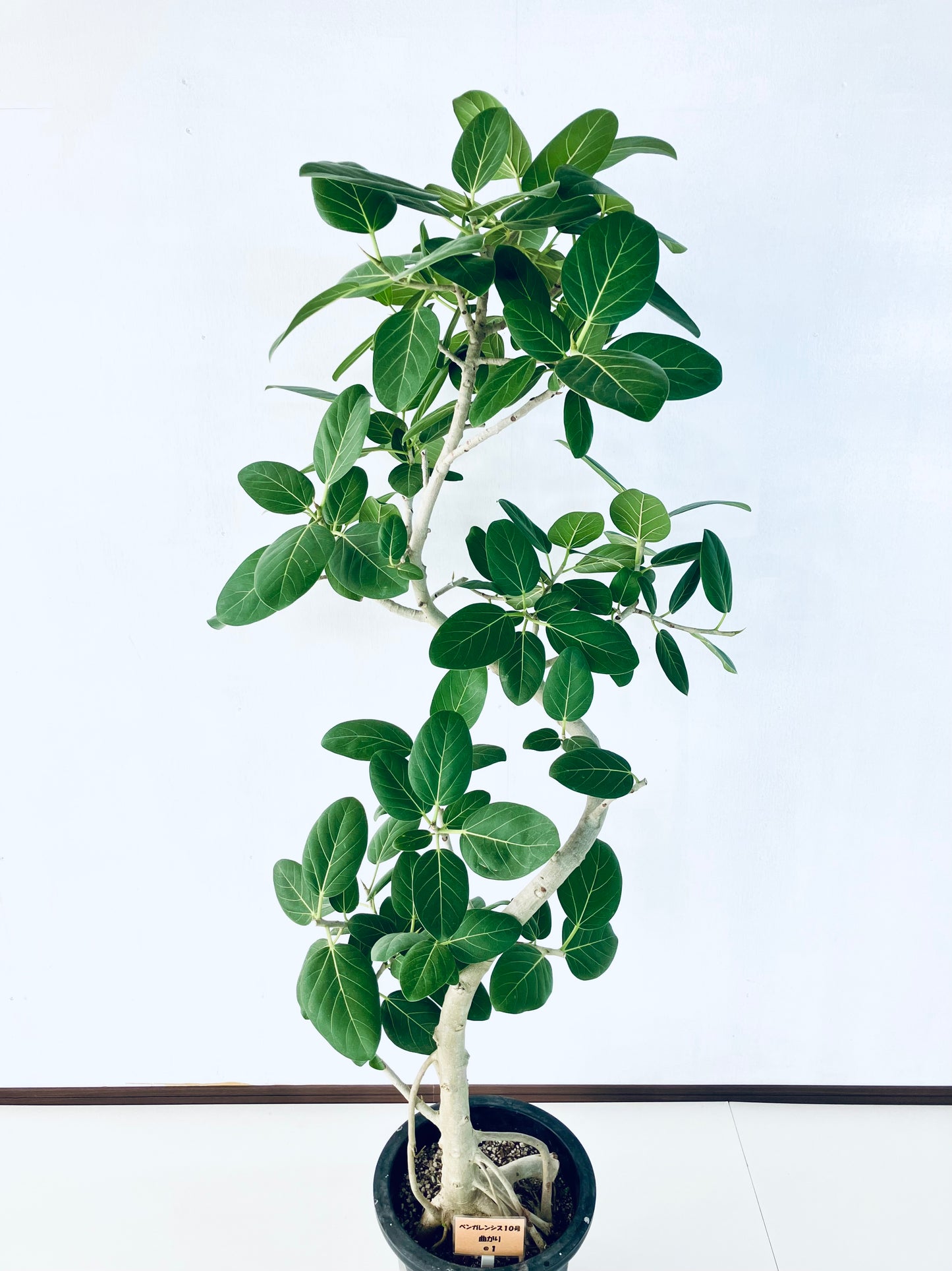 現品商品@1 ベンガレンシス 10号（高さ：175cm、幅：80cm）