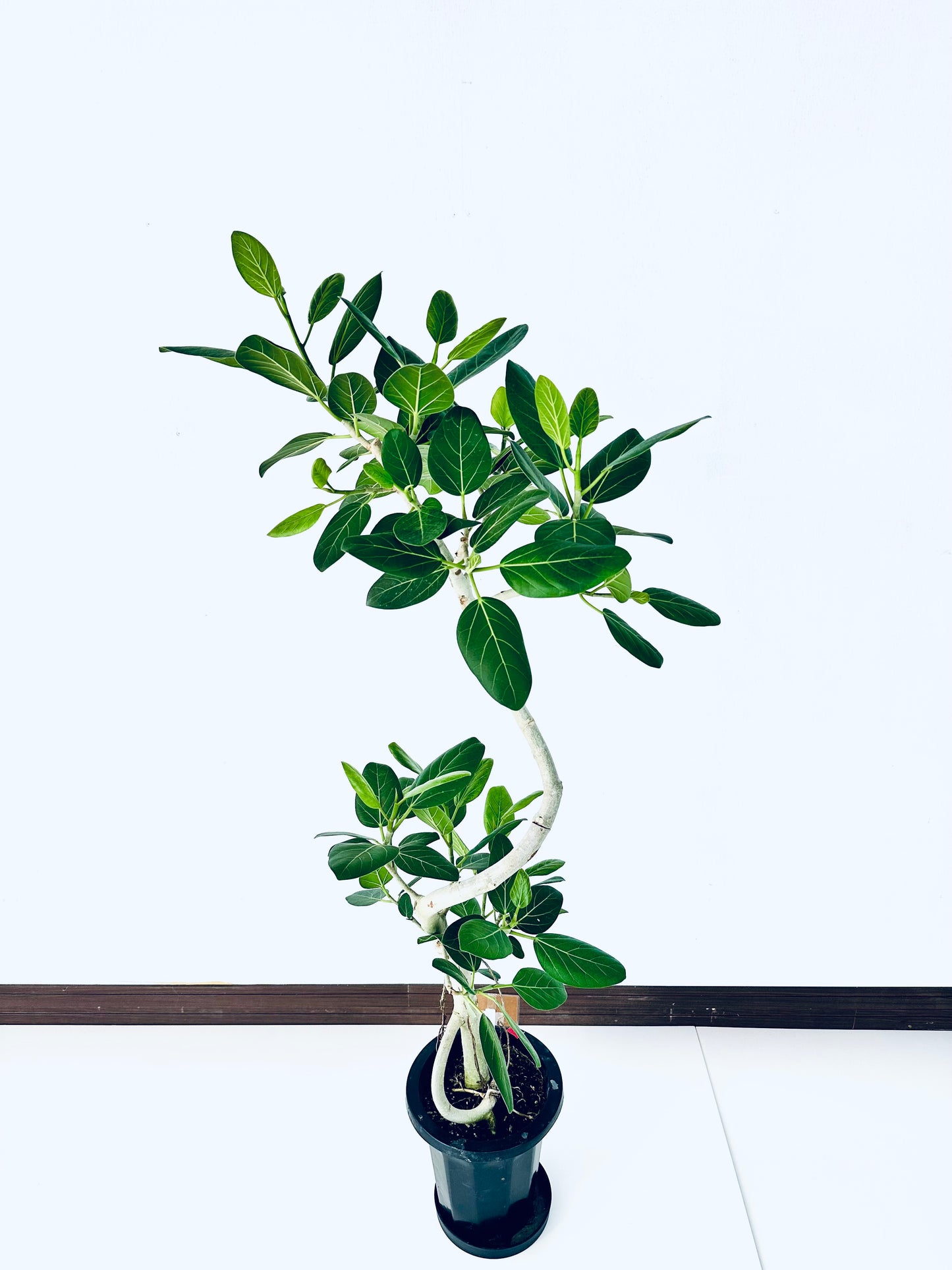 現品商品＠1 ベンガレンシス 8号（高さ：148cm、幅：73cm）