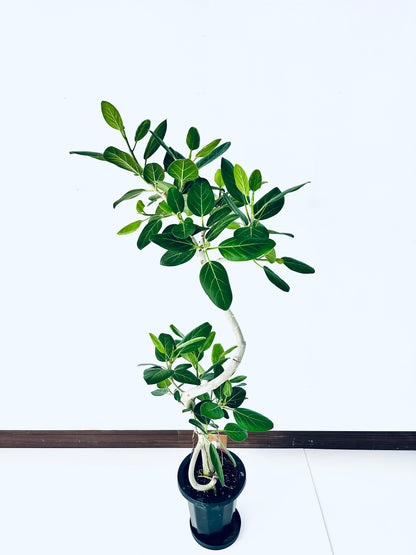 現品商品＠1 ベンガレンシス 8号（高さ：148cm、幅：73cm）