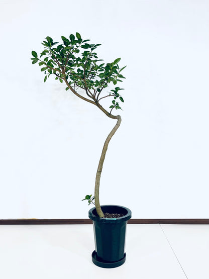 【Unique Form】フランスゴム 8号（高さ：134cm、幅：62cm）#10