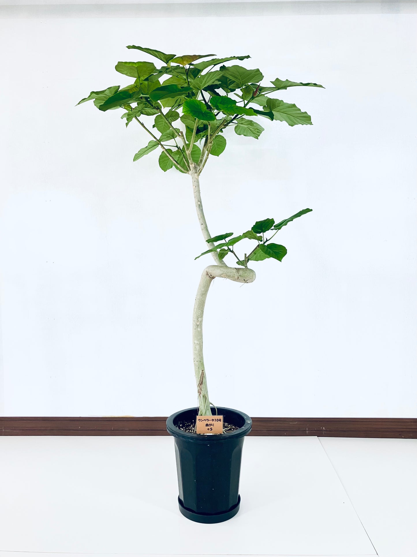 現品商品＠5 ウンベラータ 10号（高さ：183cm、幅：94cm）