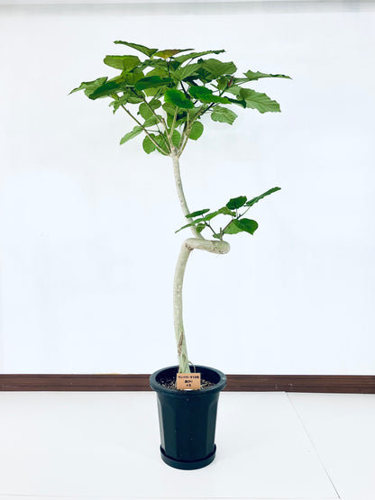 現品商品＠5 ウンベラータ 10号（高さ：183cm、幅：94cm）