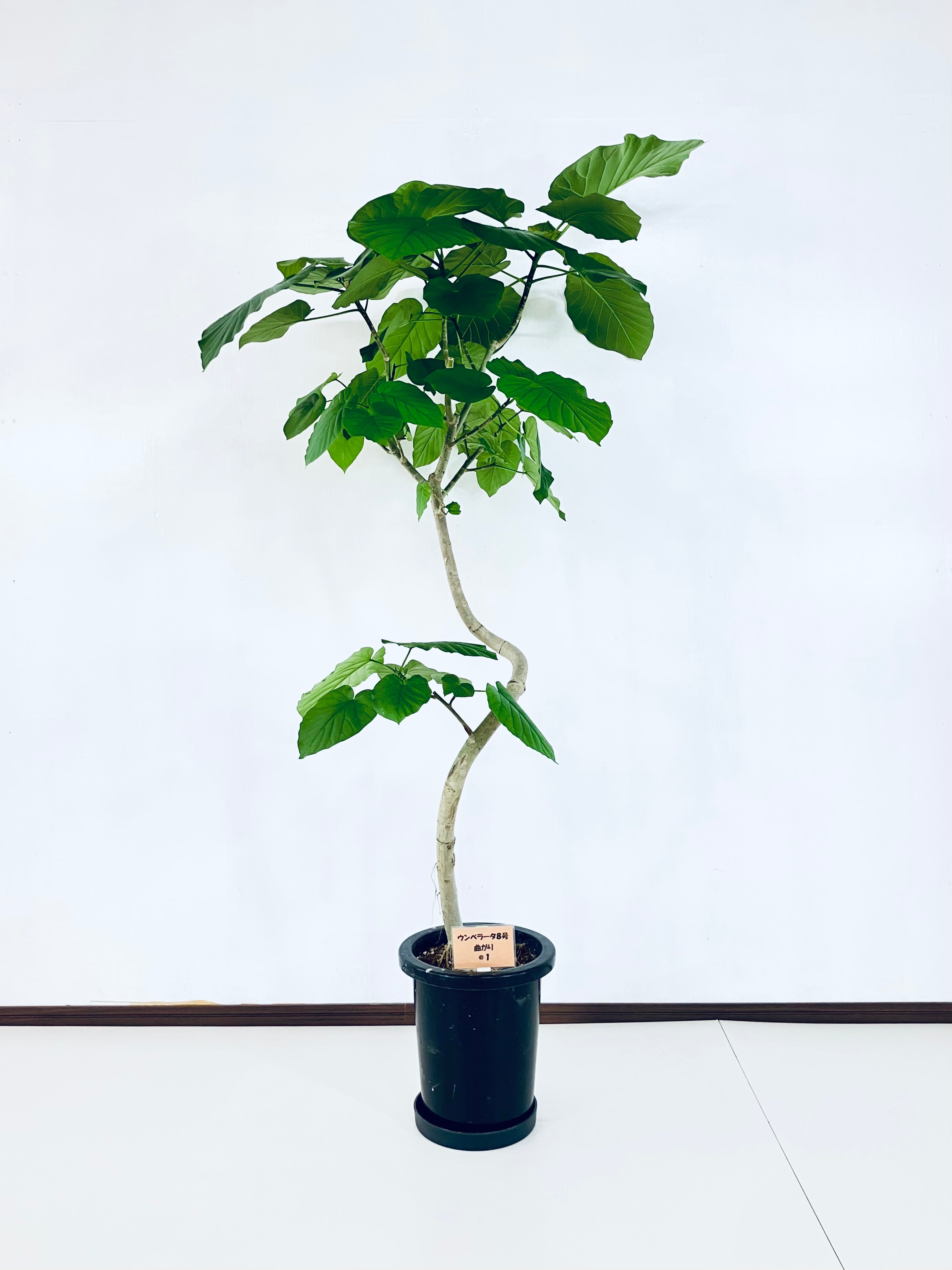 定番観葉の現品商品 – AONOKI