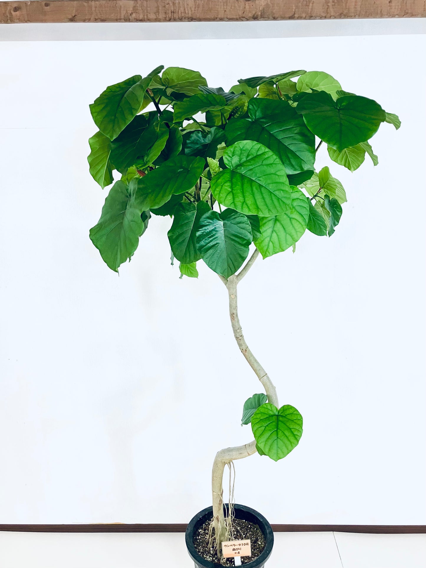 現品商品＠4 ウンベラータ 10号（高さ：183cm、幅：85cm）