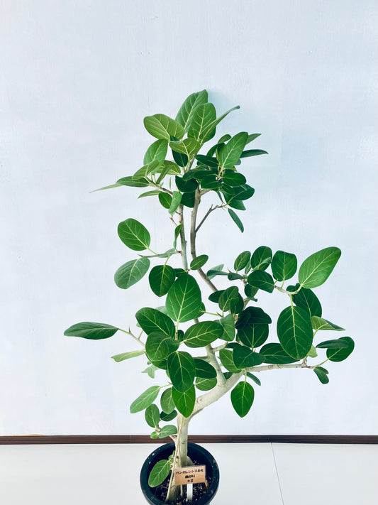 現品商品＠2 ベンガレンシス 8号（高さ：130cm、幅：70cm）