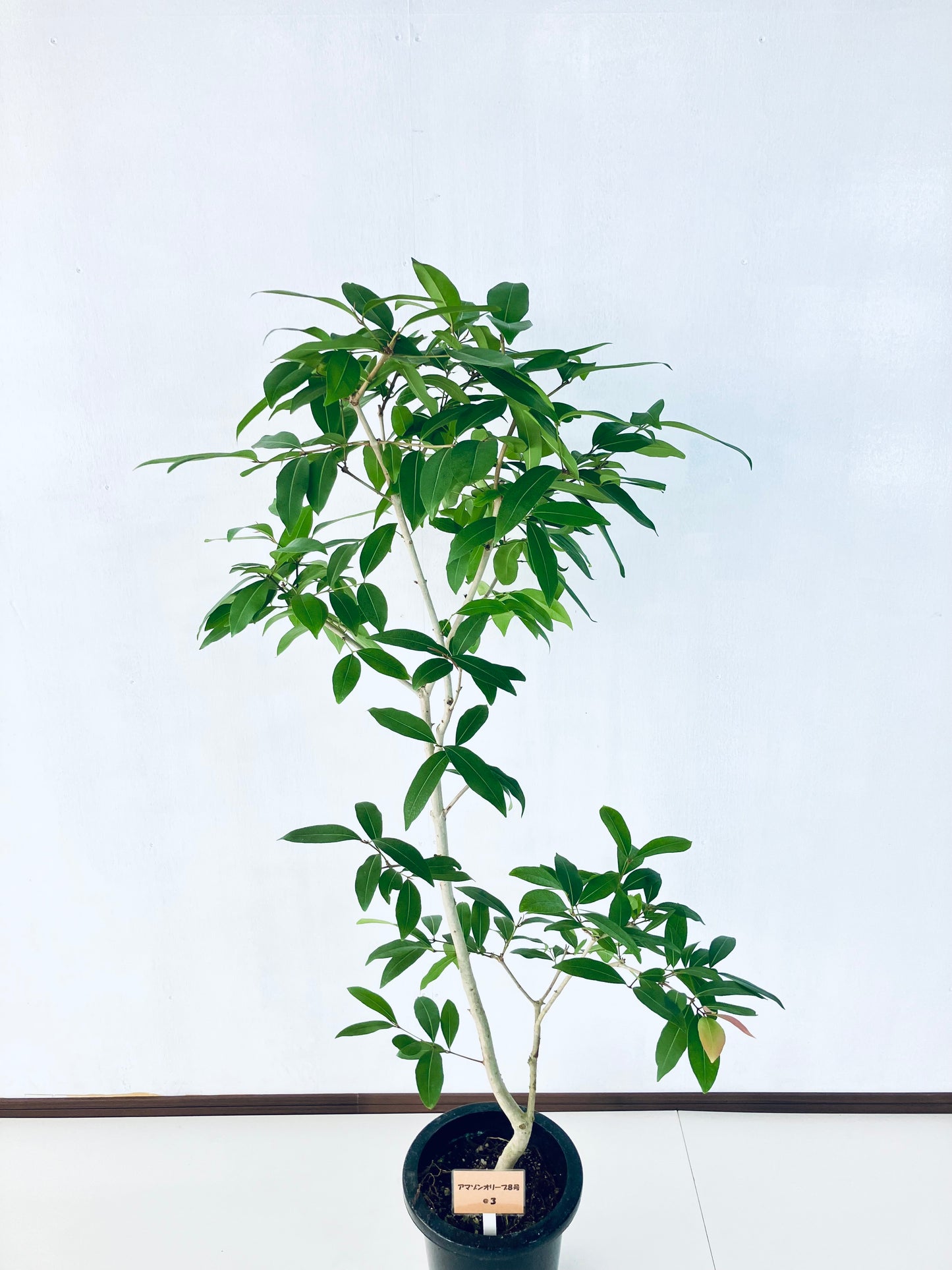 現品商品＠3 アマゾンオリーブ 8号（高さ：146cm、幅：75cm）