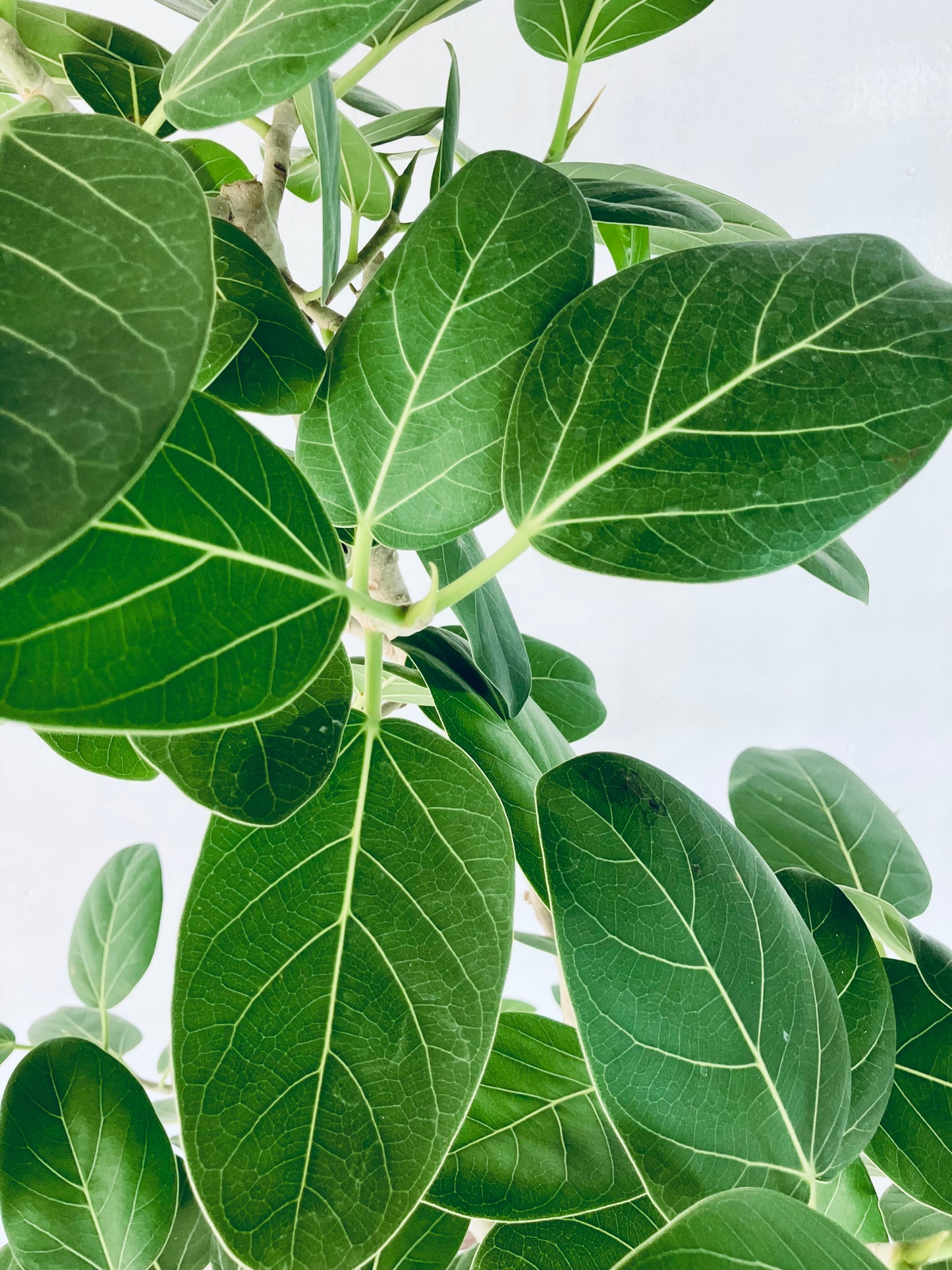 現品商品@1 ベンガレンシス 10号（高さ：172cm、幅：85cm）