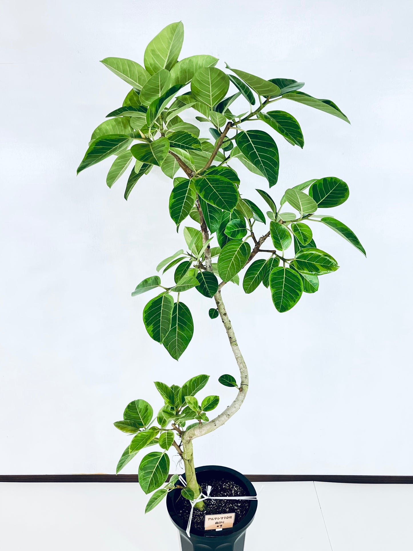 現品商品@7 アルテシマ 10号（高さ：179cm、幅：85cm）