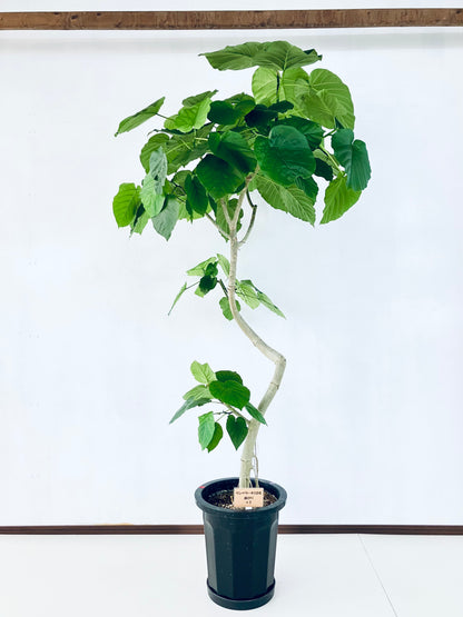現品商品＠1 ウンベラータ 10号（高さ：185cm、幅：94cm）