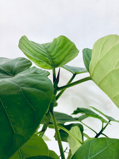 現品商品＠5 ウンベラータ 8号（高さ：145cm、幅：71cm）