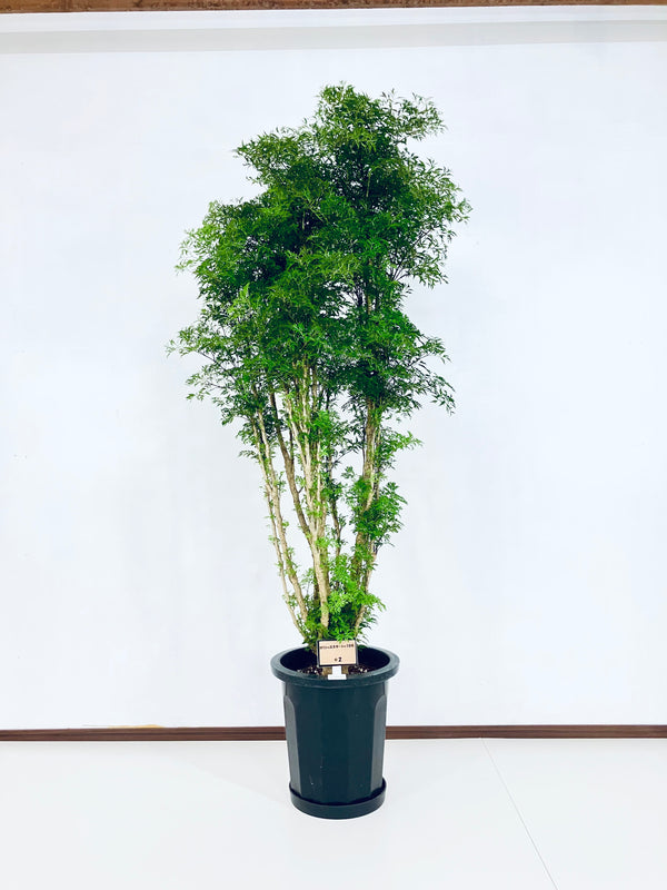 現品商品@2 ポリシャス・スターシャ 10号（高さ：175cm、幅：70cm）