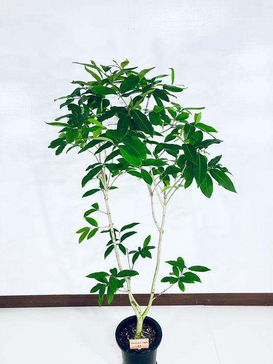 現品商品＠1 アマゾンオリーブ 8号（高さ：161cm、幅：90cm）