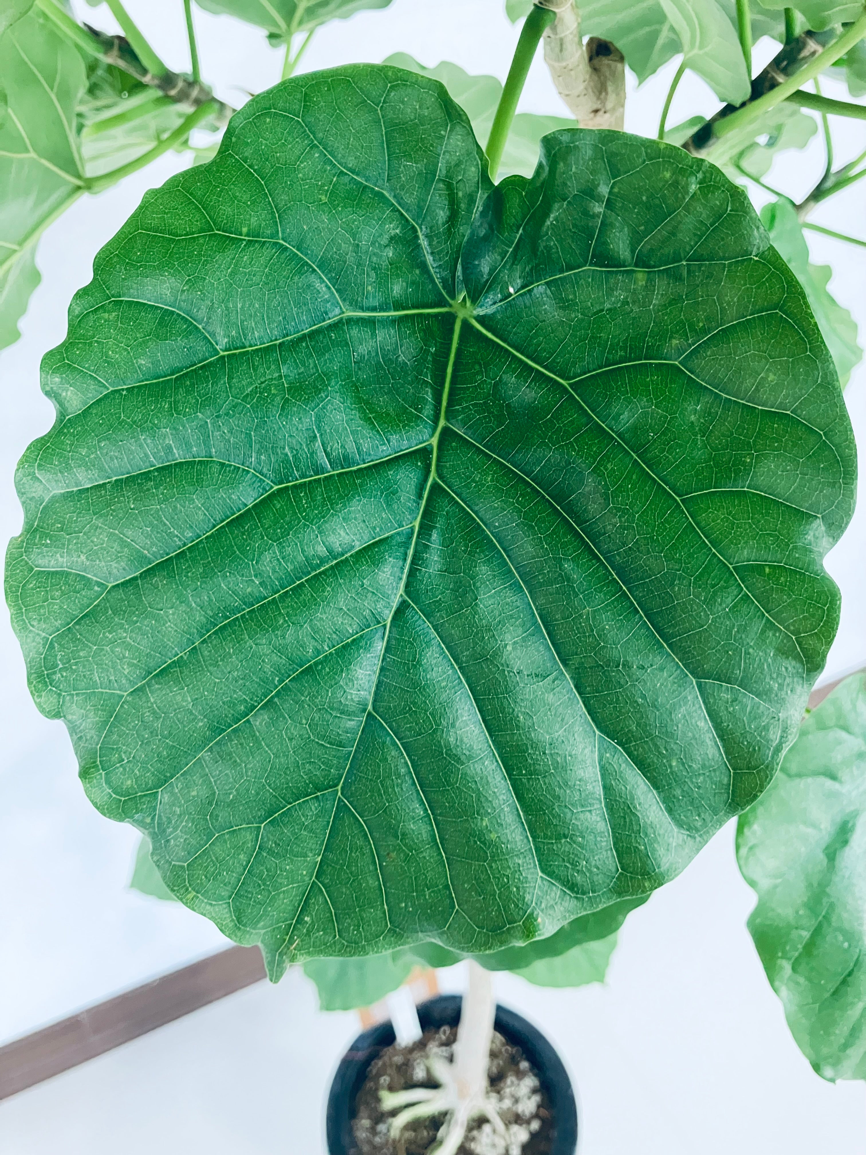 フィカス・ウンベラータ 8号の現品商品 | 観葉植物通販AONOKI