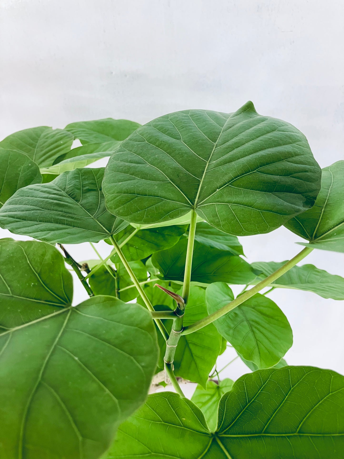 現品商品＠6 ウンベラータ 8号 曲がりМ（高さ：131cm、幅：75cm）