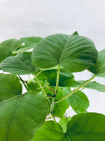 現品商品＠6 ウンベラータ 8号 曲がりМ（高さ：131cm、幅：75cm）