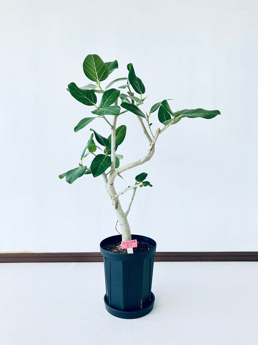 現品商品@8T ベンガレンシス 6号（高さ：80cm、幅：50cm）【豊橋発送】