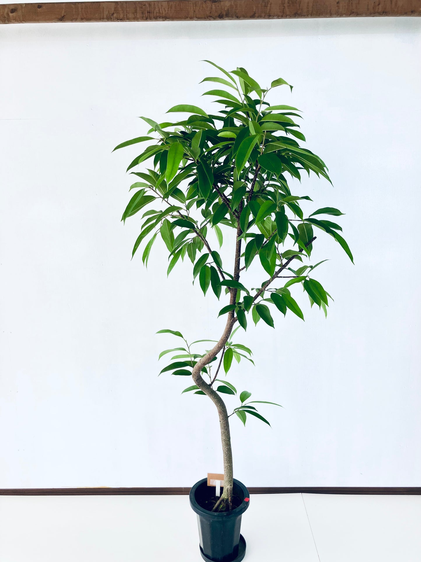 現品商品＠3 アムステルダム 8号（高さ：168cm、幅：90cm）
