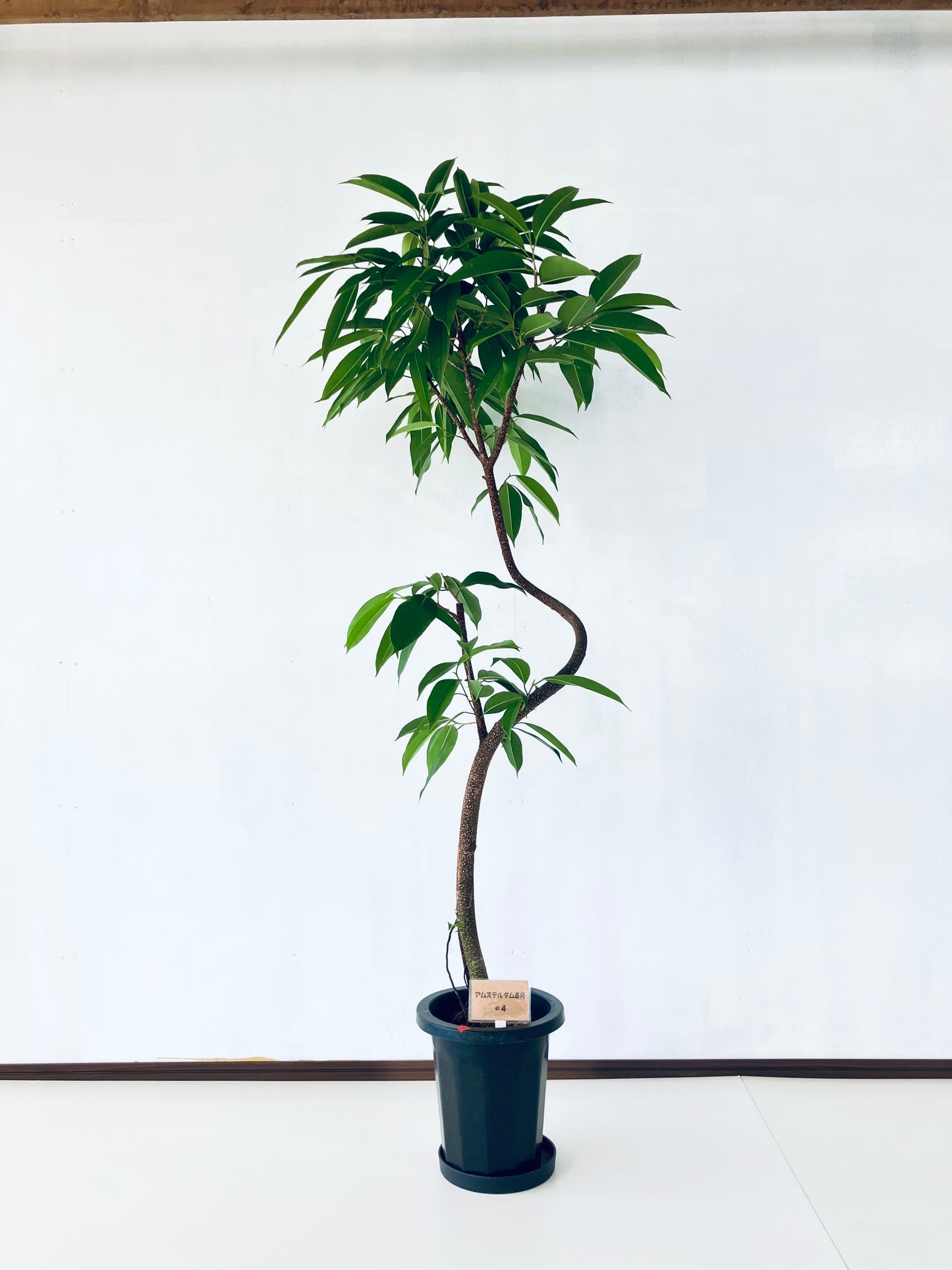 現品商品＠4 アムステルダム 8号（高さ：164cm、幅：77cm）