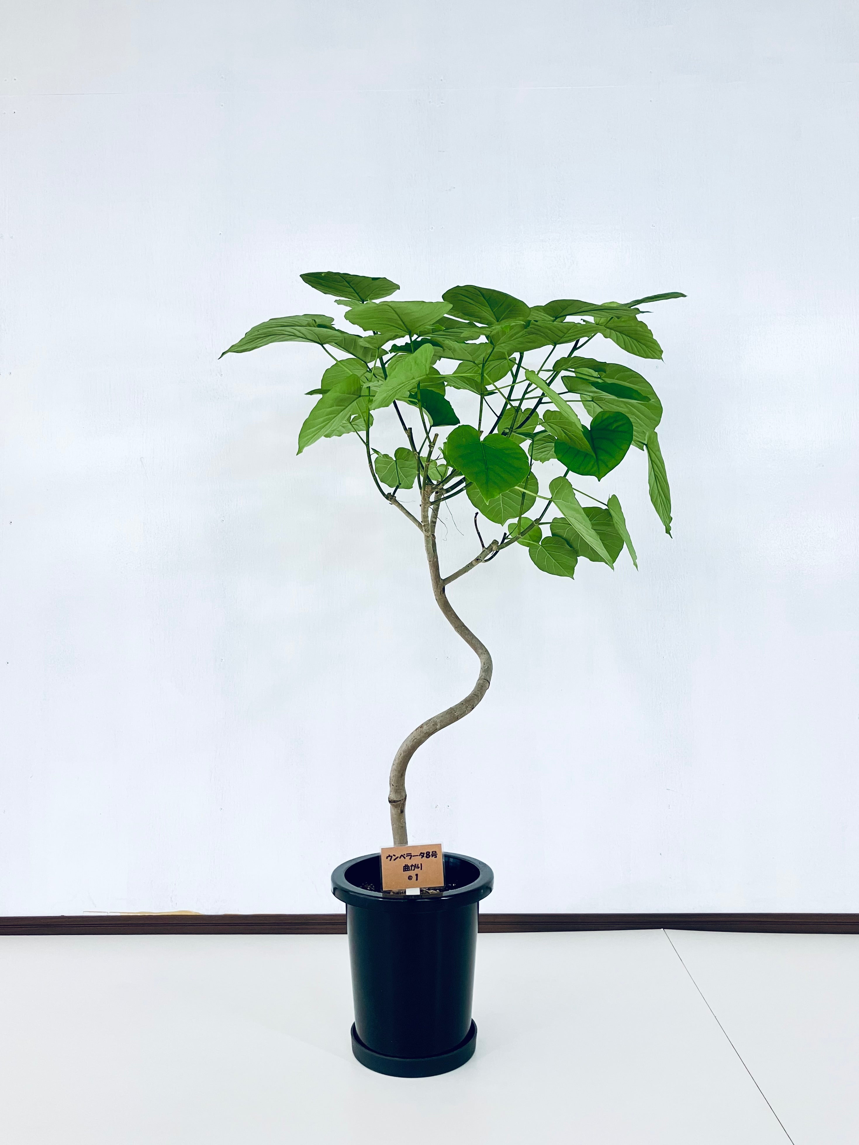 フィカス・ウンベラータ 8号の現品商品 | 観葉植物通販AONOKI（あおのき）