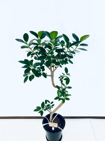 現品商品@7 フランスゴム 8号（高さ：122cm、幅：60cm）