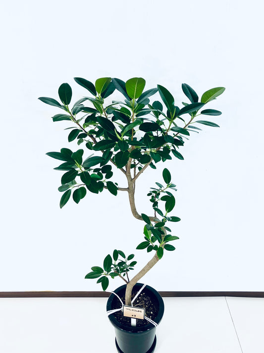 現品商品@7 フランスゴム 8号（高さ：122cm、幅：60cm）