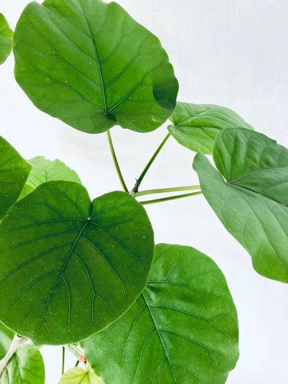 現品商品＠3 ウンベラータ 10号 曲がり（高さ：180cm、幅：105cm）