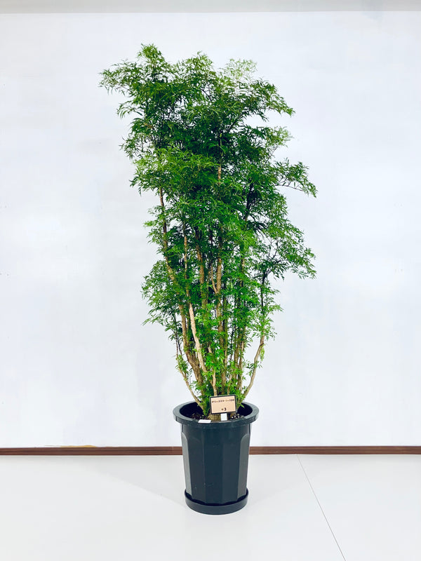 現品商品@3 ポリシャス・スターシャ 10号（高さ：164cm、幅：80cm）