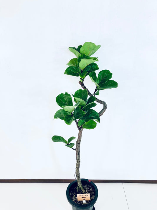 現品商品＠5 バンビーノ 8号（高さ：132cm、幅：44cm）