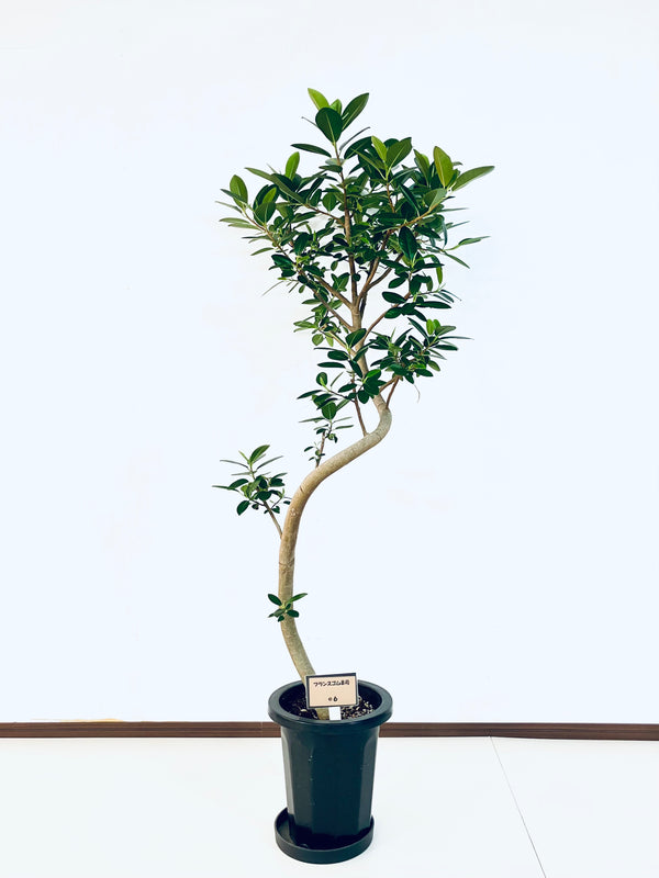 現品商品@6 フランスゴム 8号（高さ：145cm、幅：75cm）