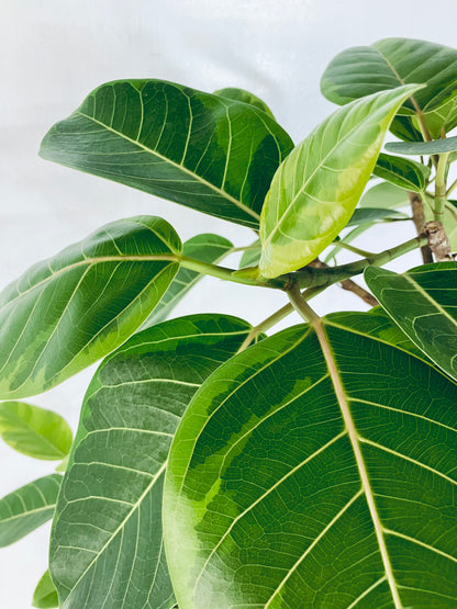 現品商品@1 アルテシマ 10号（高さ：175cm 幅：80cm）