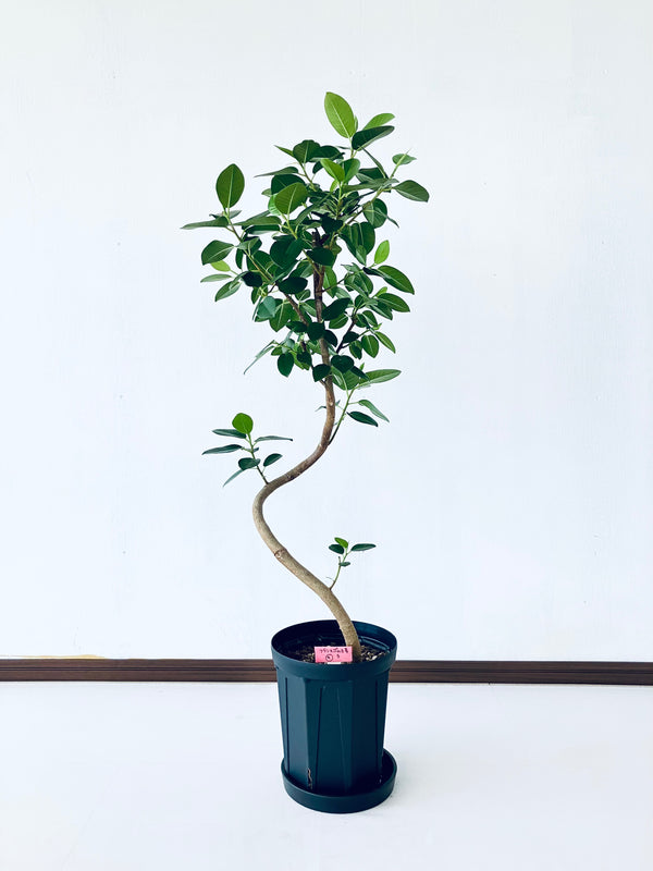 現品商品＠9T フランスゴム 6号（高さ：95cm、幅：35cm）【豊橋発送】
