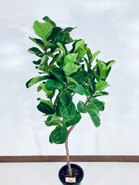 現品商品＠2 バンビーノ 8号（高さ：169cm、幅：74cm）