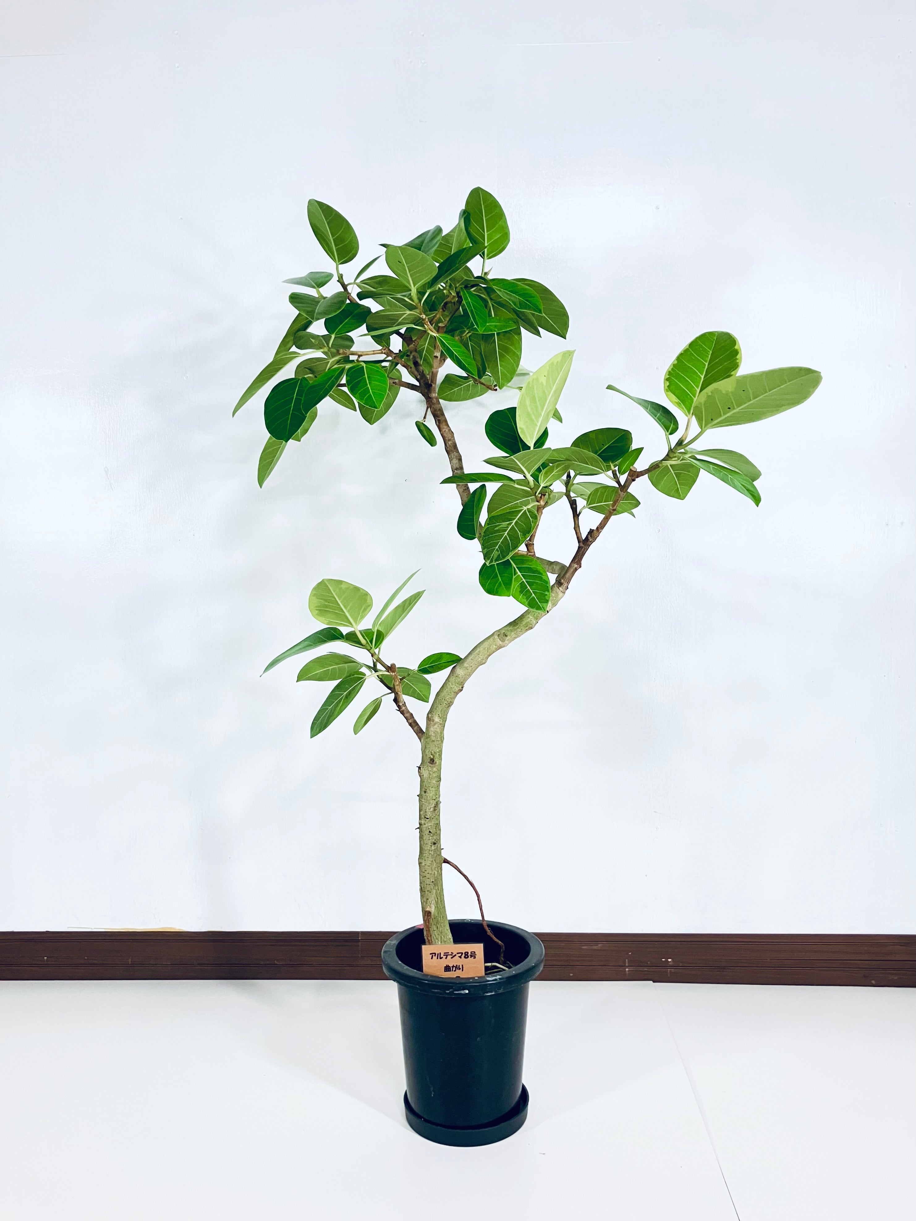 さ*る様 アルテシマ　観葉植物　8号　約95センチ　1 アルテシマ 8号鉢（陶器）