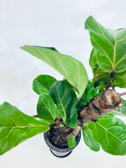 【Unique Form】カシワバゴム 8号（高さ：102cm、幅：48cm）#8