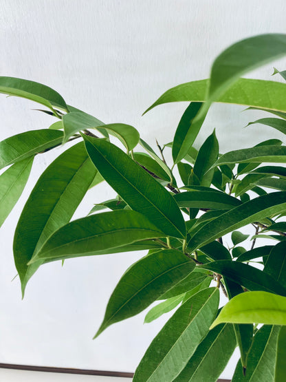 現品商品＠3 アムステルダム 8号（高さ：156cm、幅：87cm）