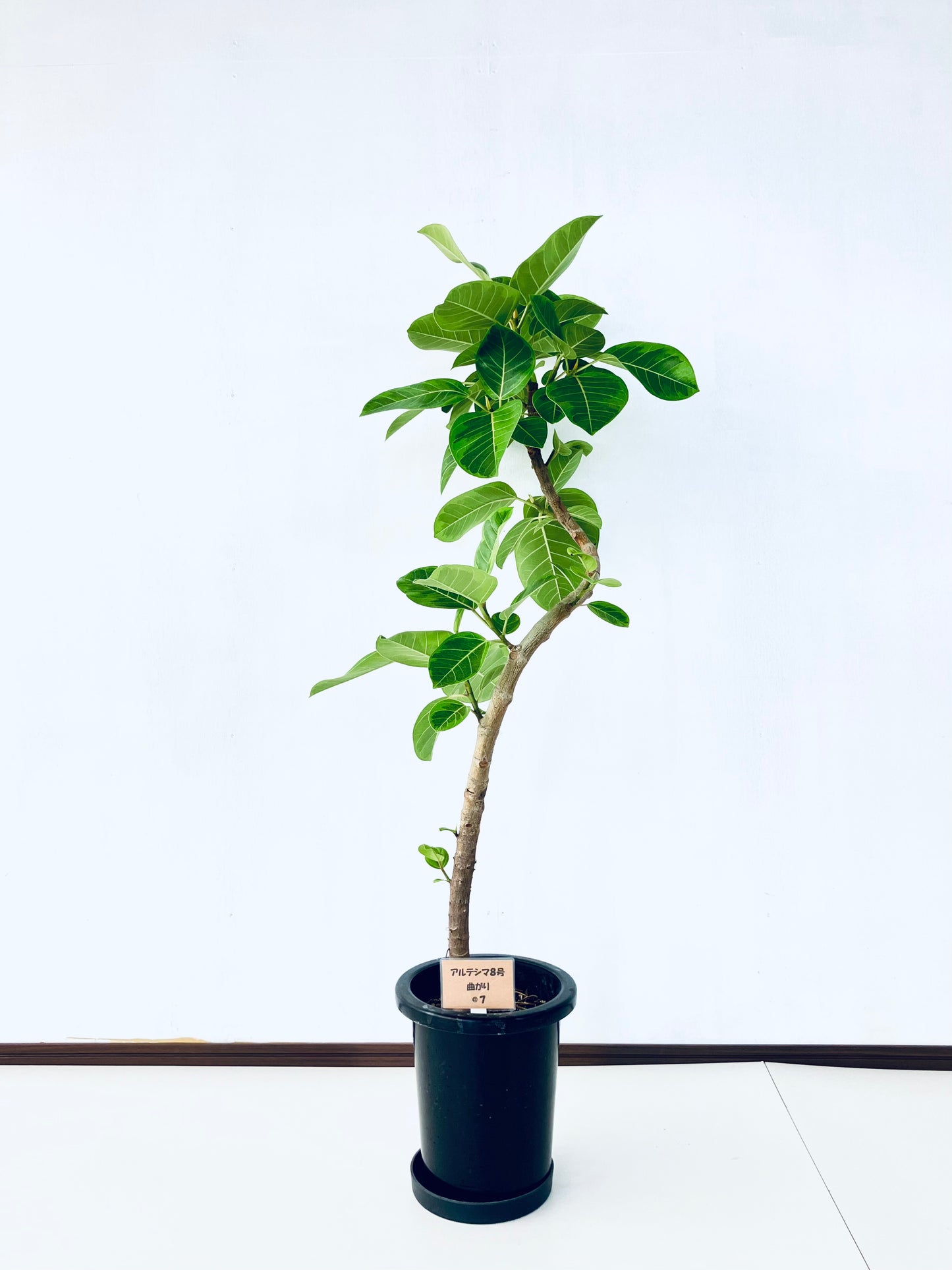 現品商品＠7 アルテシマ 8号（高さ：136cm 幅：68cm）