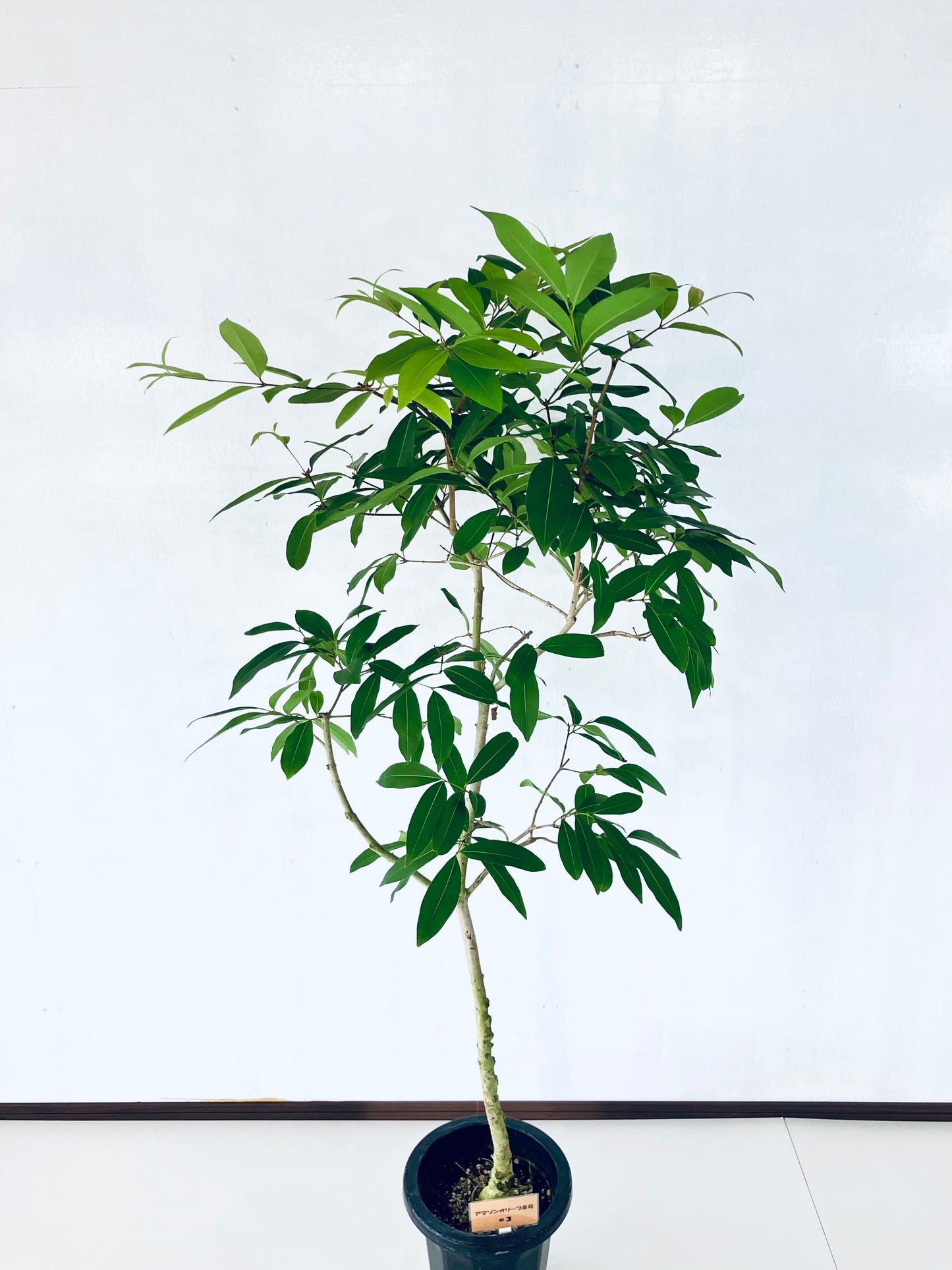 現品商品＠3 アマゾンオリーブ 8号（高さ：155cm、幅：75cm）