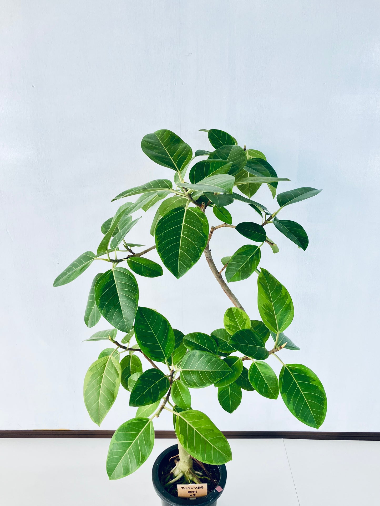 現品商品＠2 アルテシマ 8号 曲がり（高さ：134cm、幅：90cm）